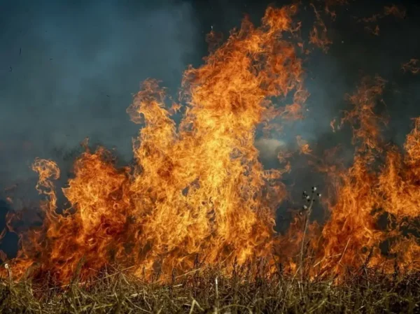 ↩️🎬 Площадь пожаров в Геленджике увеличилась до 118 гектаров. Огнём окружены неск…