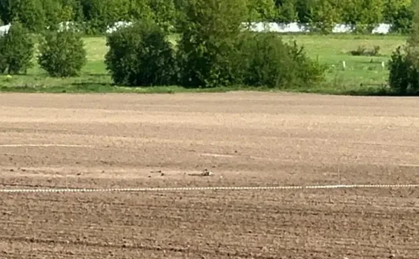 Обломки сбитого системой ПВО украинского БПЛА упали на ферму под Севастополем. Сп…