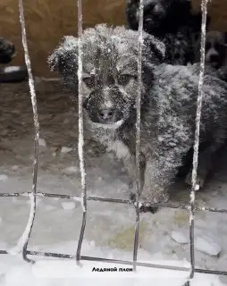 🎬 Ледяной плен 🥶🆘 Морозы нещадно атакуют приют для бездомных животных «Помоги …