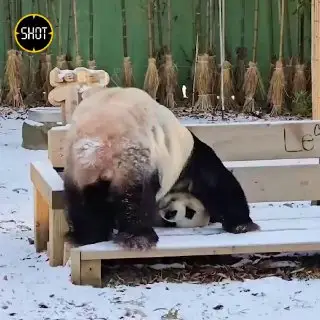 🎬 Кунг-фу панда из южнокорейского зоопарка Everland желает вам счастливого Рождеств…