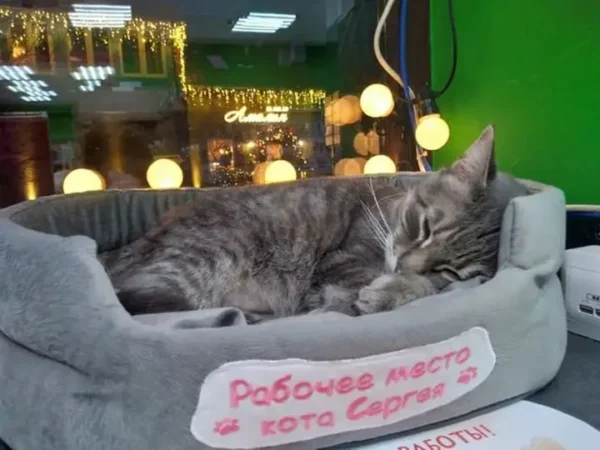 ↩️🖼 🐈😒«Уволенного» по доносу кота Сергея отказались вернуть на работу в магаз…