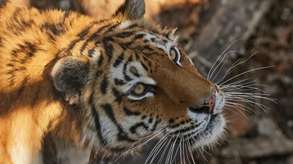 В Приморье застрелили и расчленили редкого амурского тигра. Животное занесено в К…