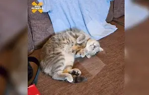 🎬 Запертый в квартире кот жалобно мяучит уже неделю в московской Щербинке. Сосед…